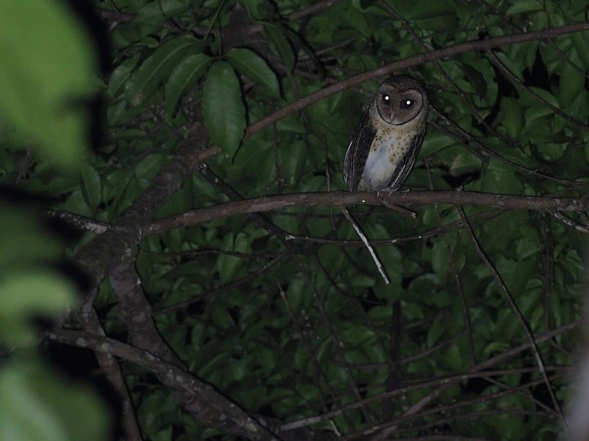 Seram Masked-Owl - ML624020881