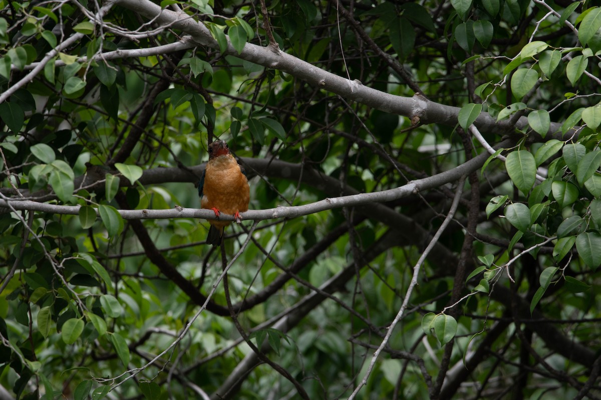 Stork-billed Kingfisher - Minudika Malshan