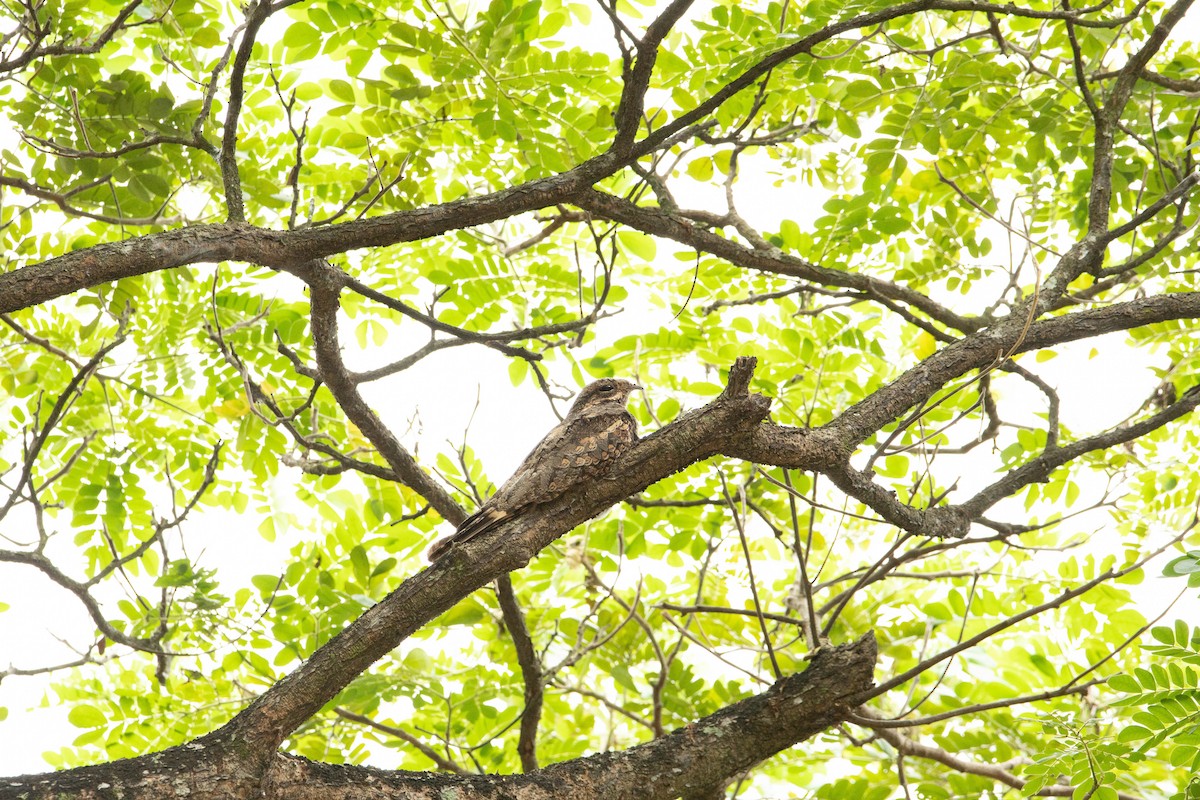 Gray Nightjar - ML624020888