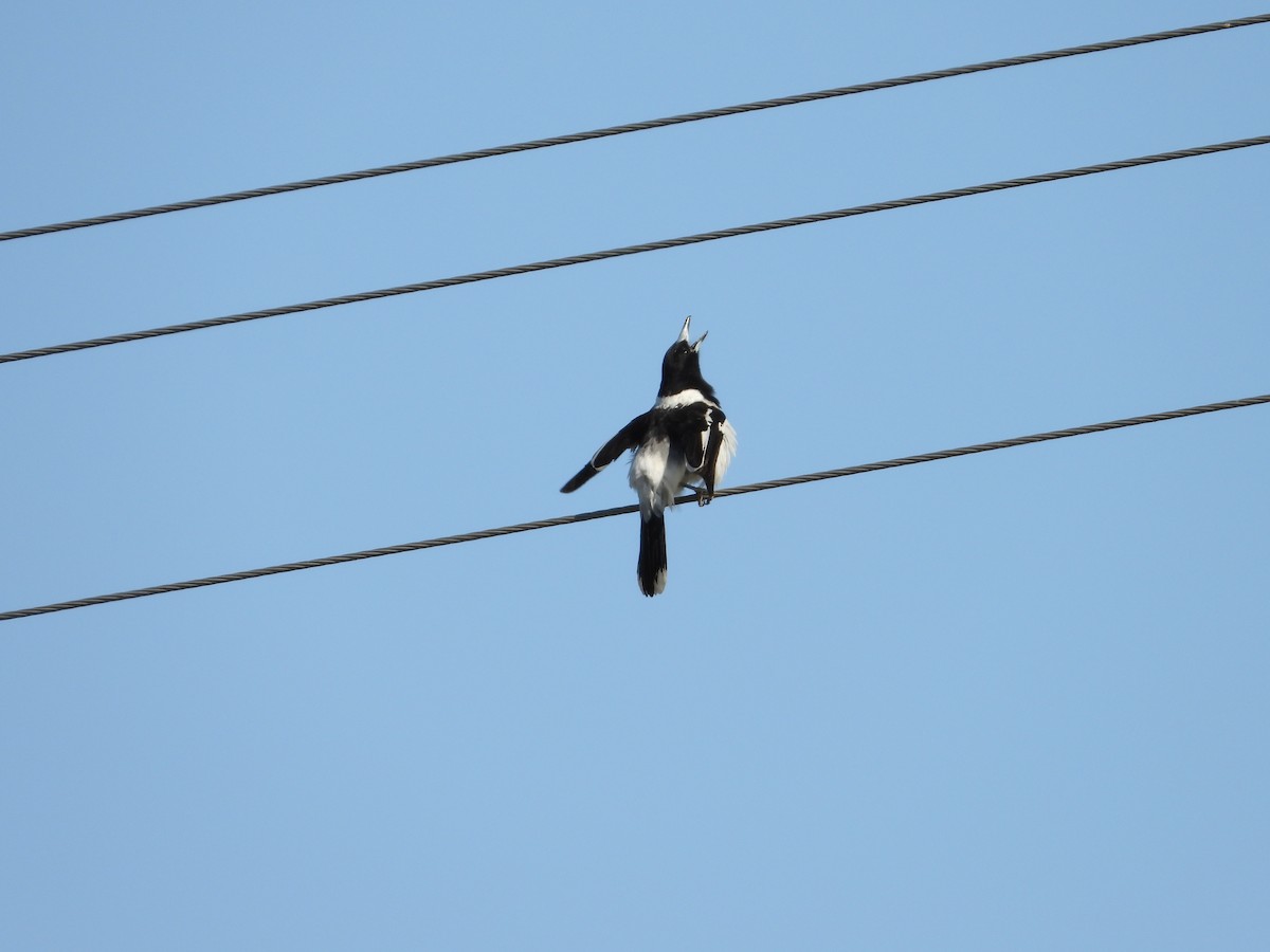 Pied Butcherbird - ML624020903