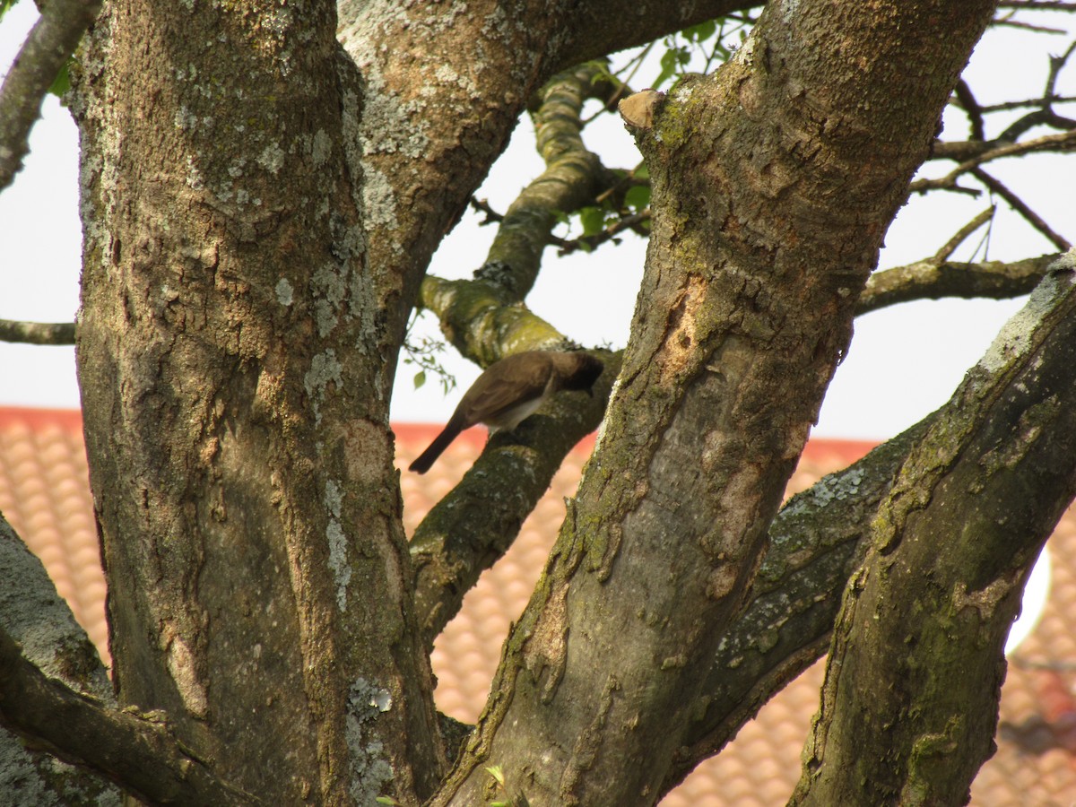 Common Bulbul (Dark-capped) - ML624020908