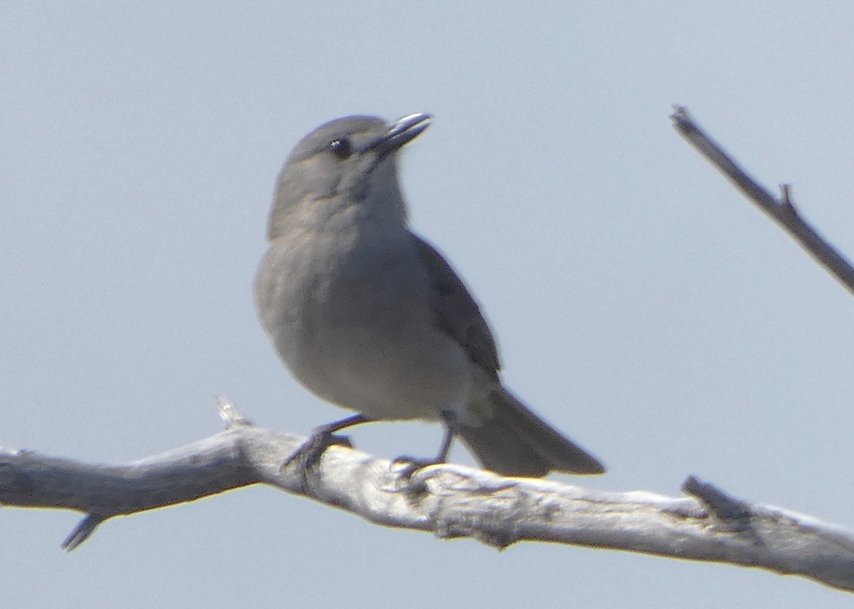 Gray Shrikethrush - ML624020910