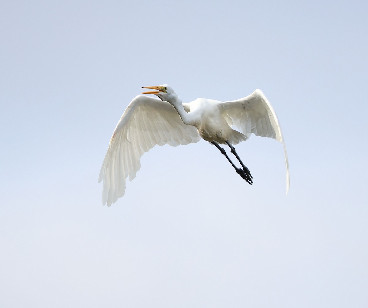 Great Egret - ML624020911