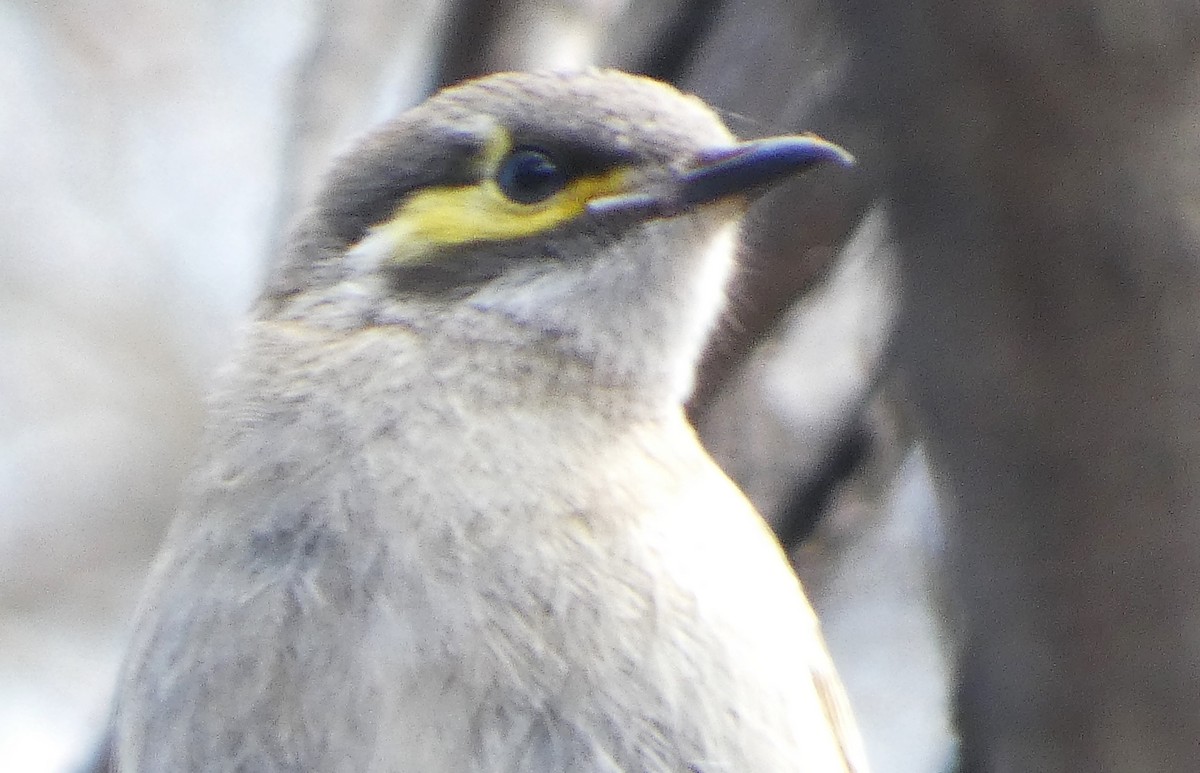 Yellow-faced Honeyeater - ML624020917