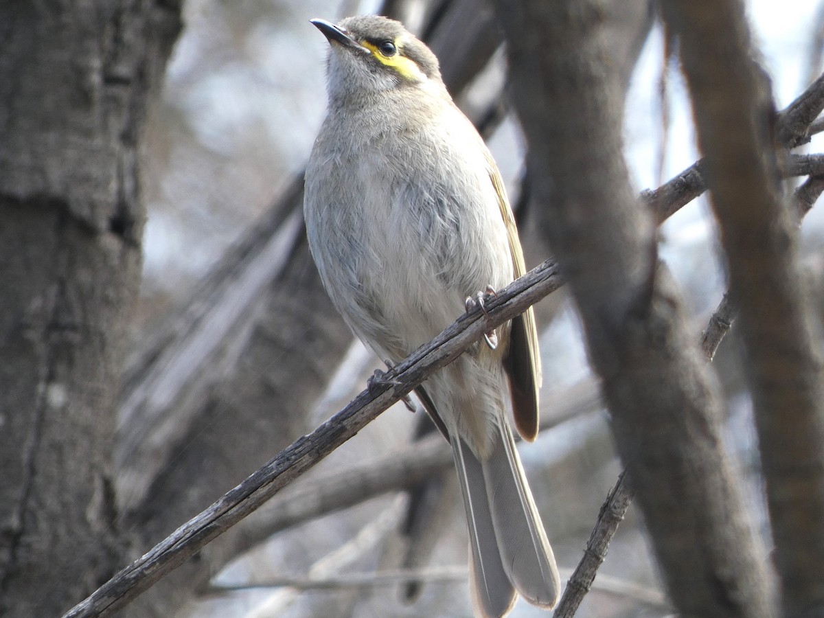 Yellow-faced Honeyeater - ML624020918