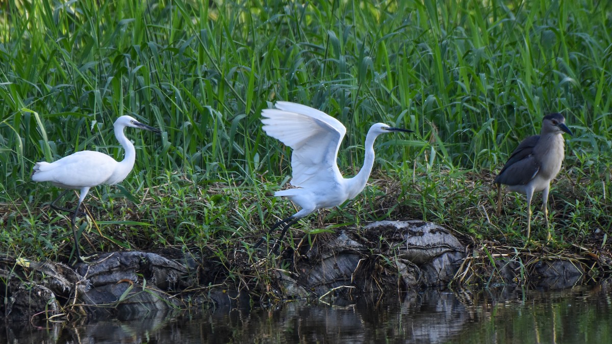 Black-crowned Night Heron - ML624020919