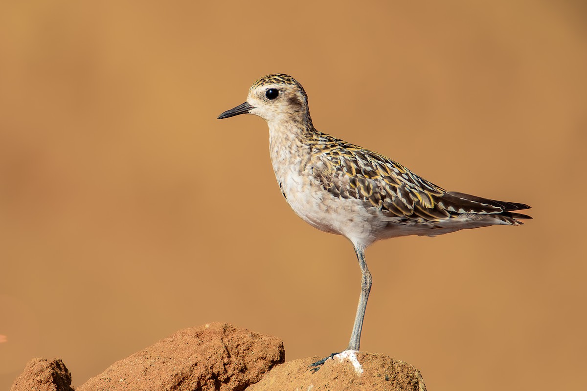 Chorlito Dorado Siberiano - ML624020949