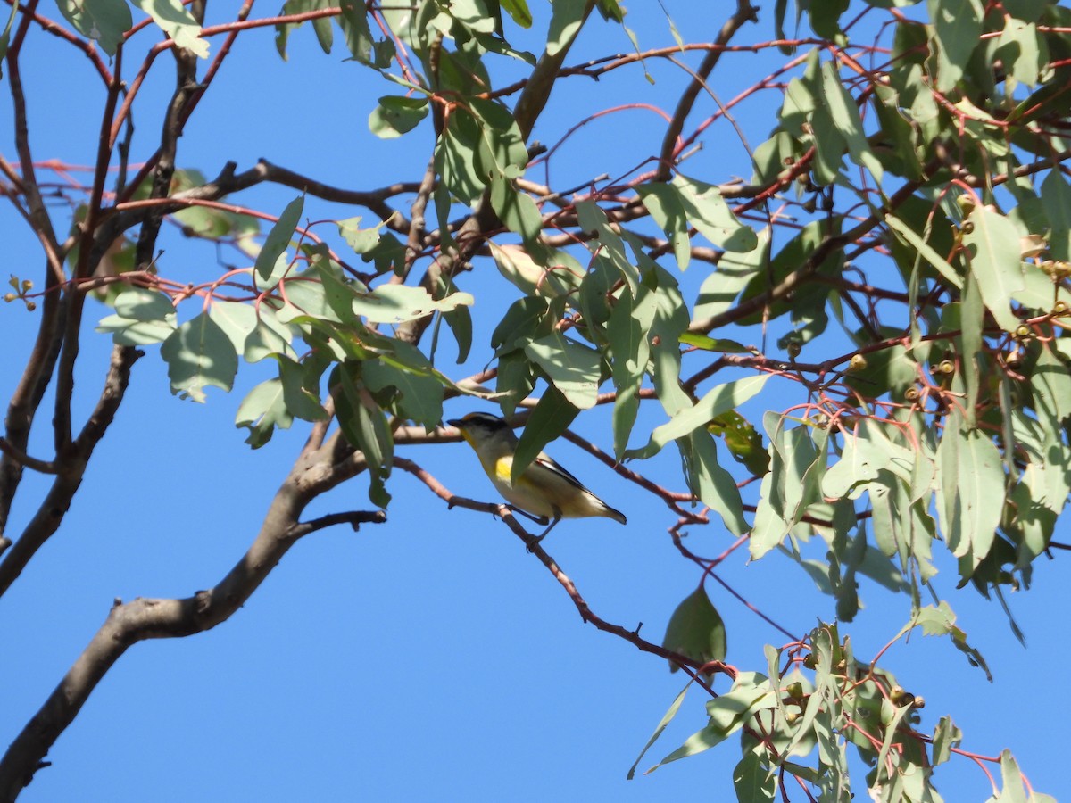 Striated Pardalote - ML624020951