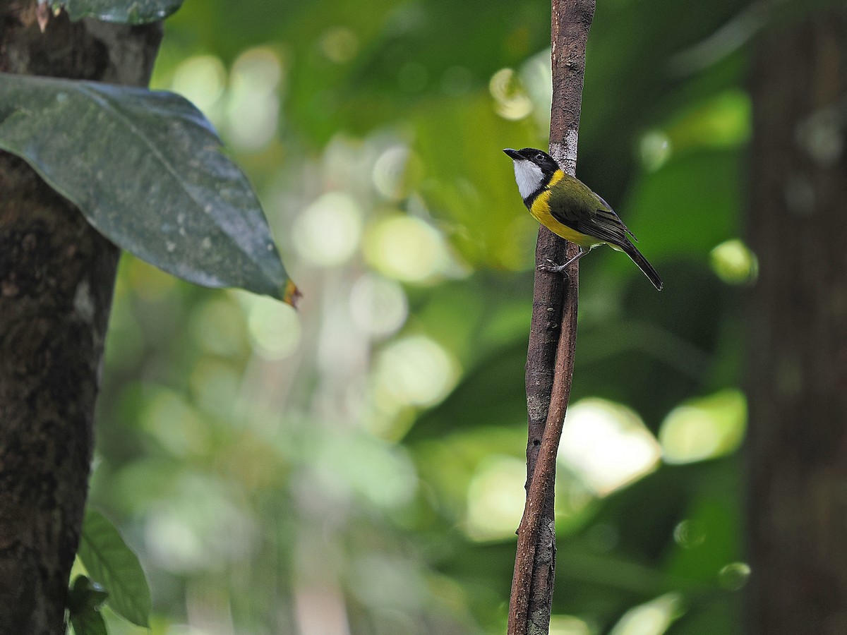 Yellow-throated Whistler - James Eaton