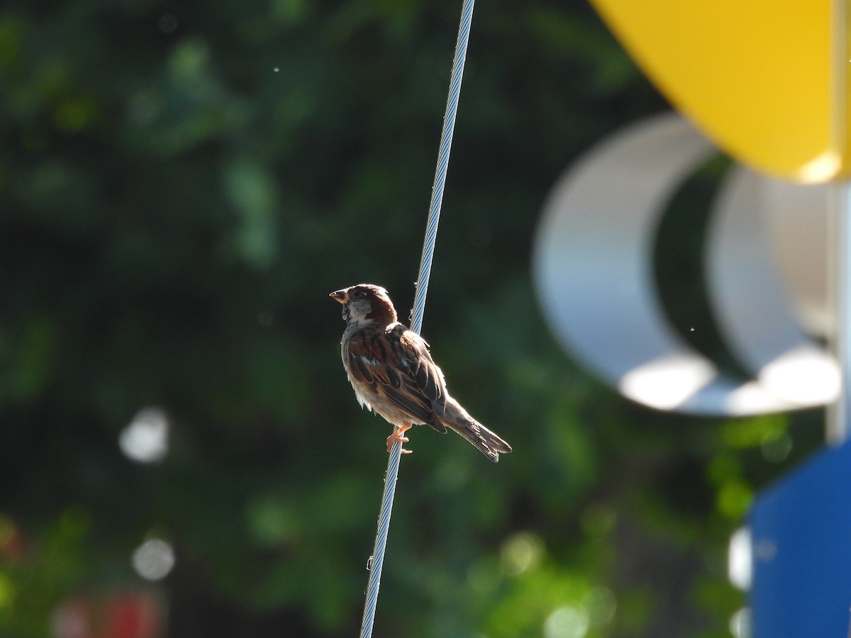 House Sparrow - ML624020983