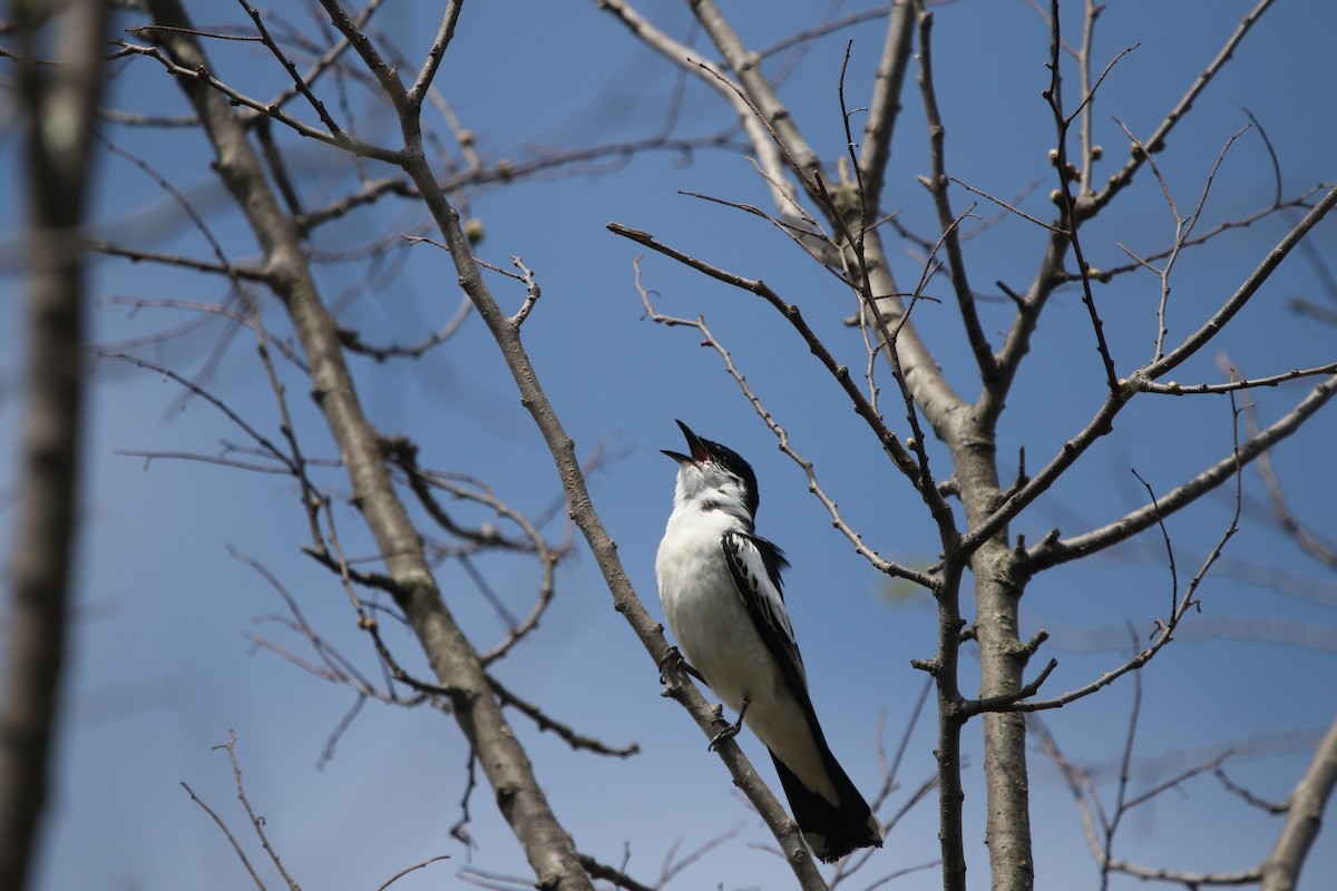 White-winged Triller - ML624020991