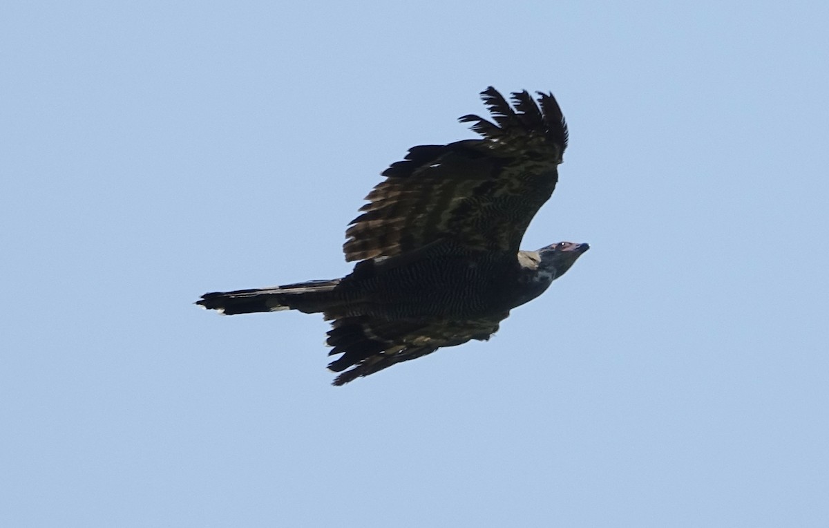 Gymnogène d'Afrique - ML624021011