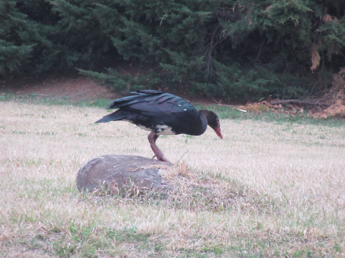 Spur-winged Goose (Southern) - ML624021013