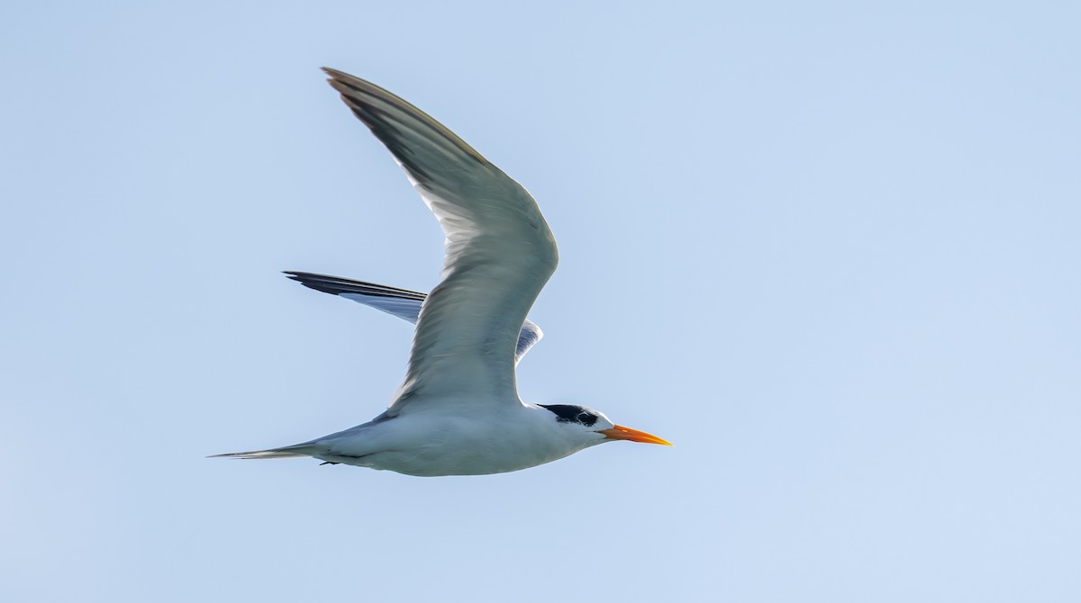 Lesser Crested Tern - ML624021026