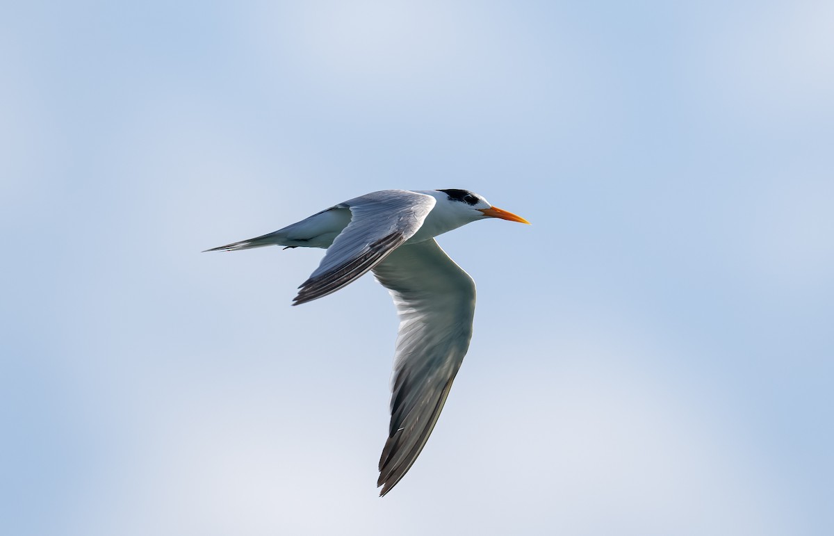 Lesser Crested Tern - ML624021027