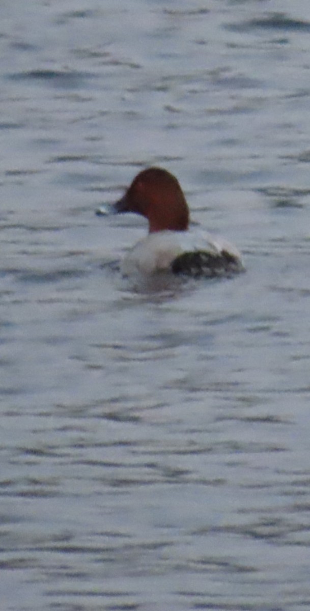 Common Pochard - ML624021030