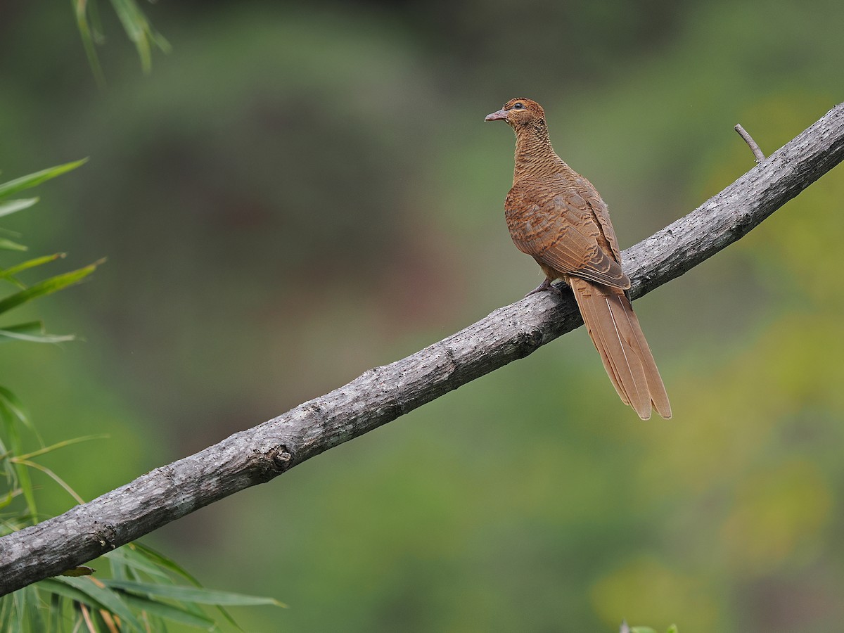 Timor Cuckoo-Dove - ML624021043