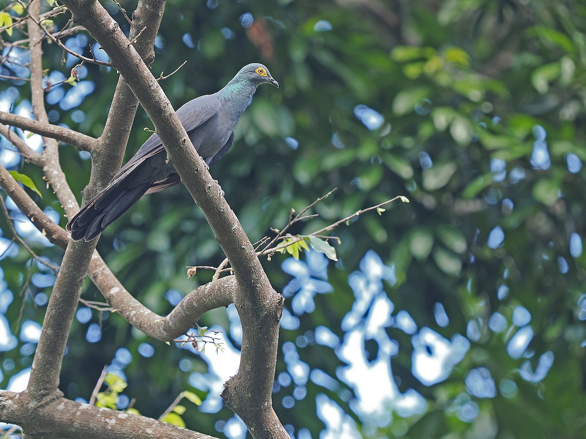 Slaty Cuckoo-Dove - ML624021044