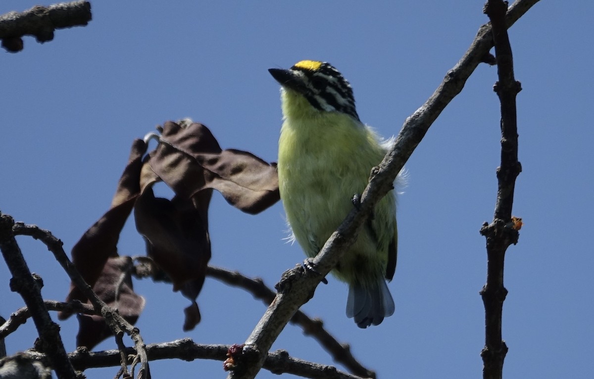 Sarı Alınlı Cüce Barbet - ML624021051