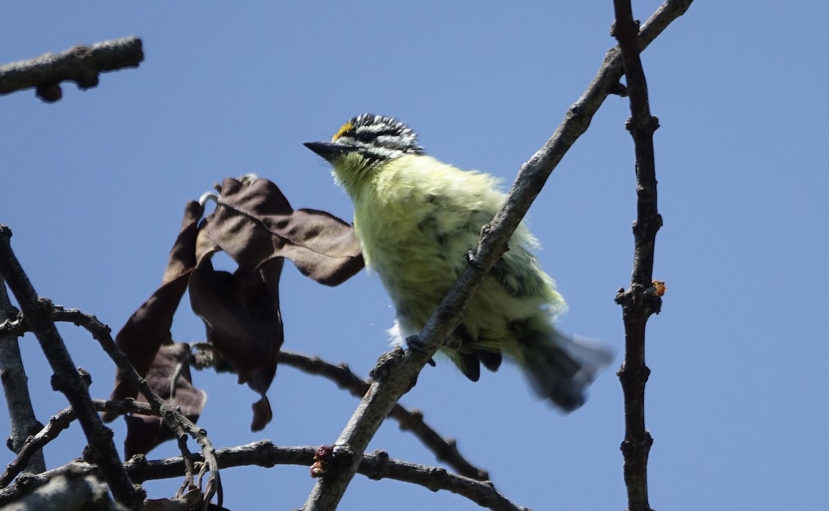 Sarı Alınlı Cüce Barbet - ML624021052