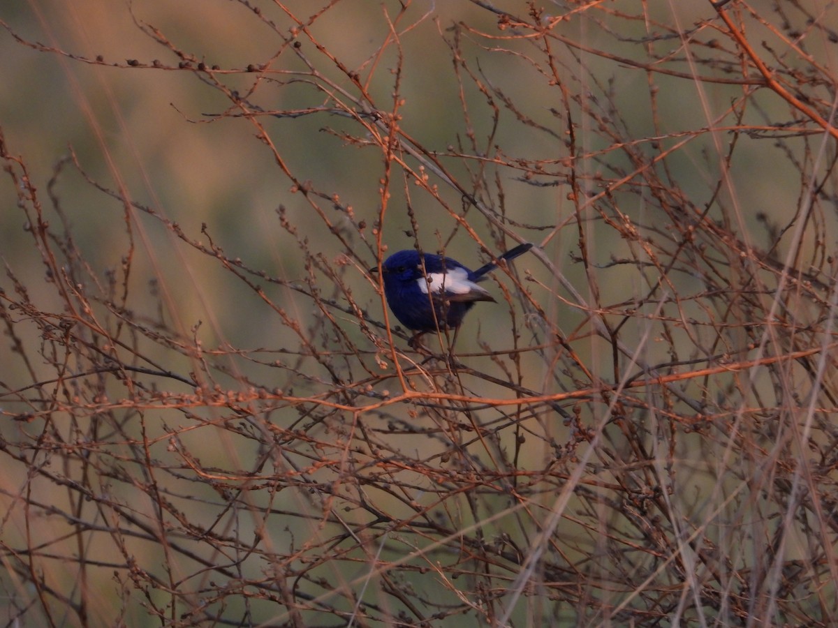 White-winged Fairywren - ML624021056