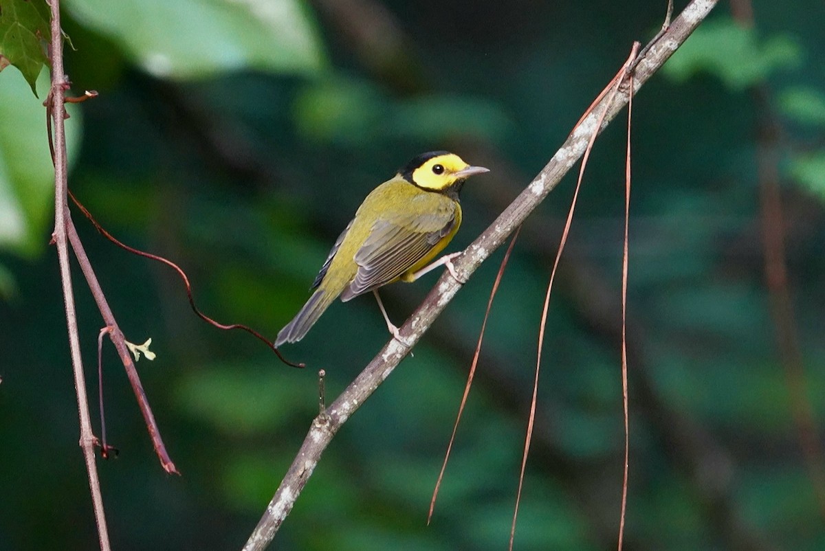 Hooded Warbler - ML624021060