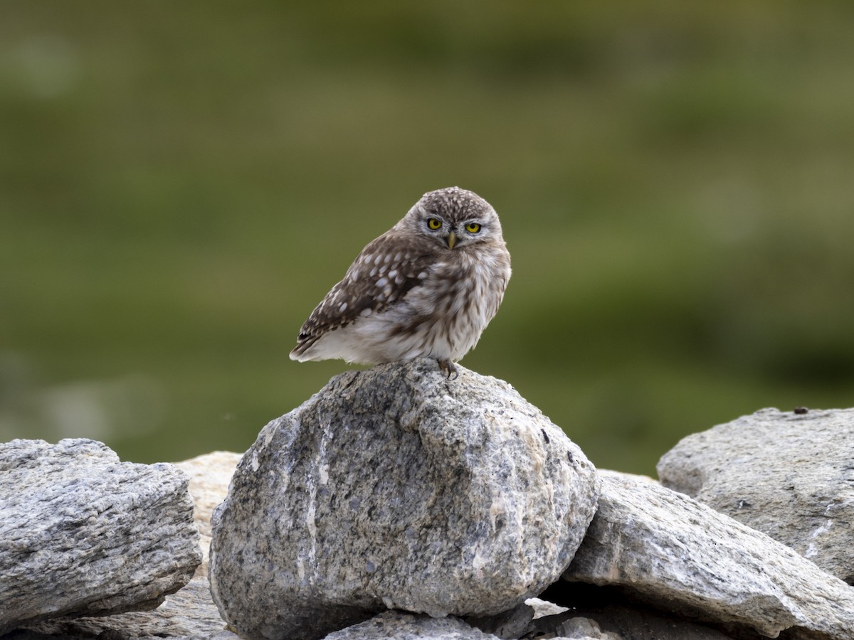 Little Owl - Harish Segar