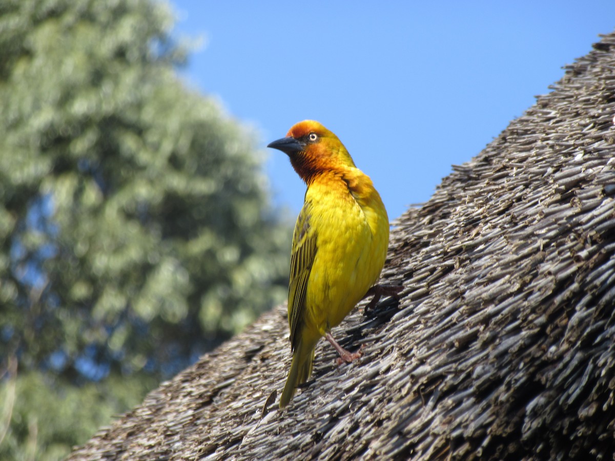 Cape Weaver - ML624021064