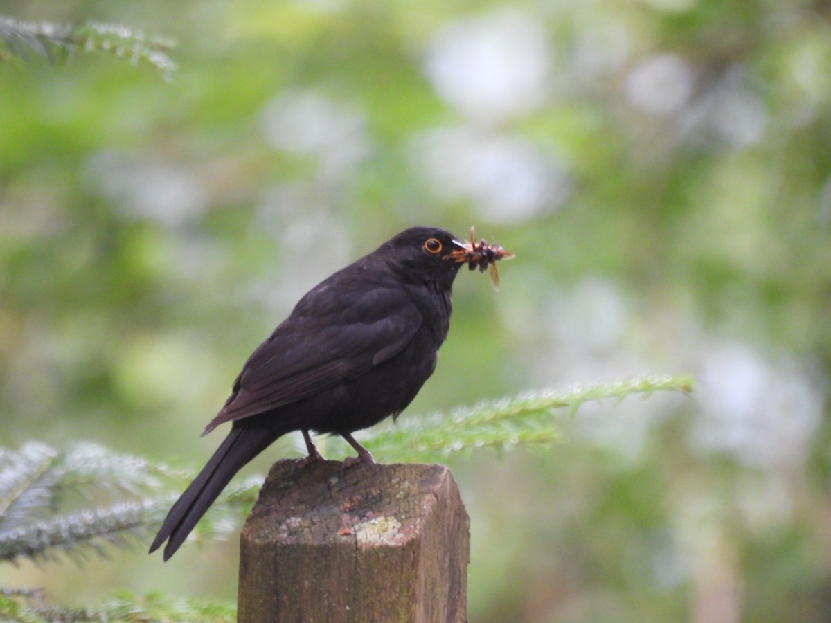 Eurasian Blackbird - ML624021065