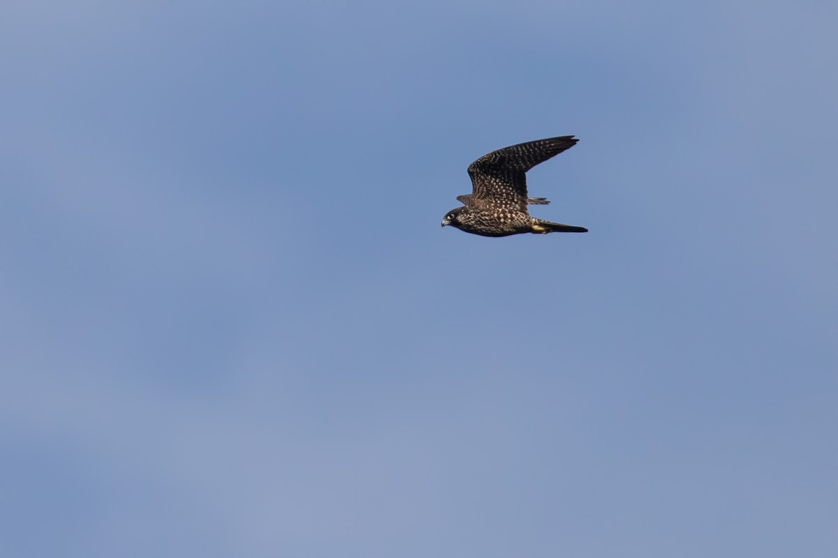 Peregrine Falcon (Peale's) - ML624021070