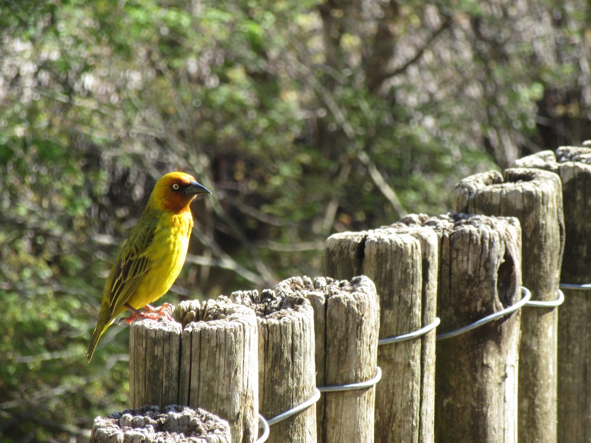 Cape Weaver - ML624021073