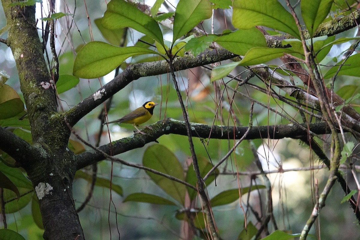 Hooded Warbler - ML624021079