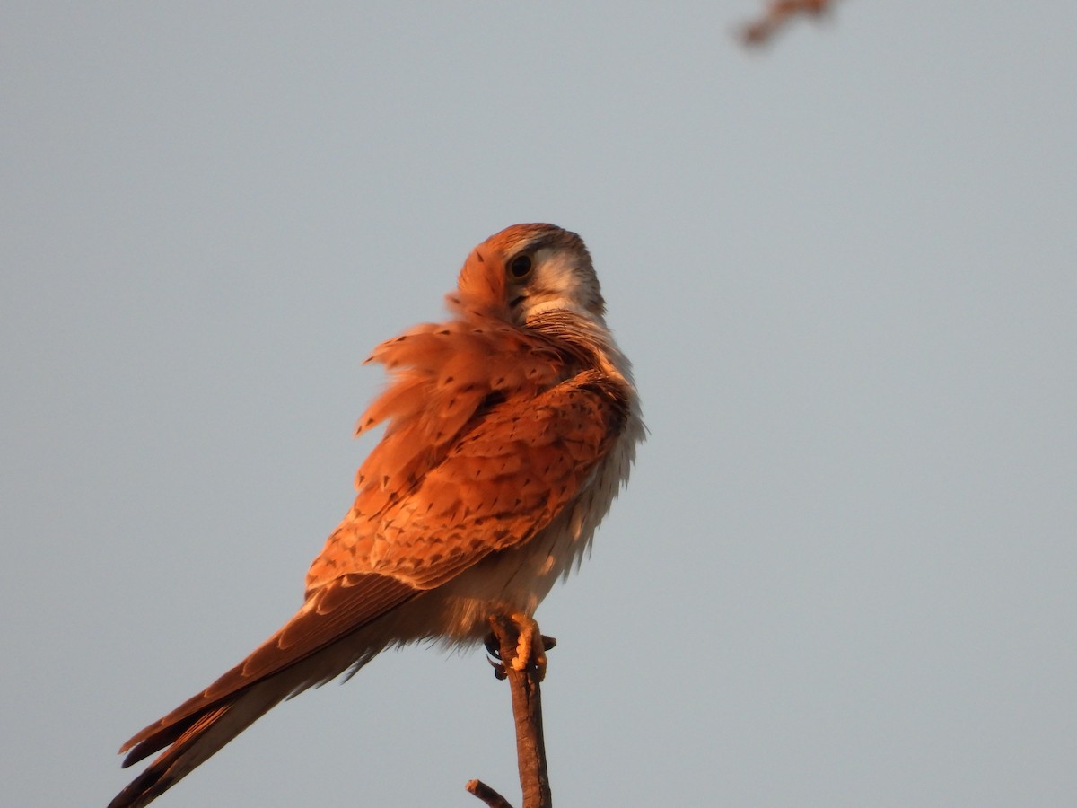 Nankeen Kestrel - ML624021080