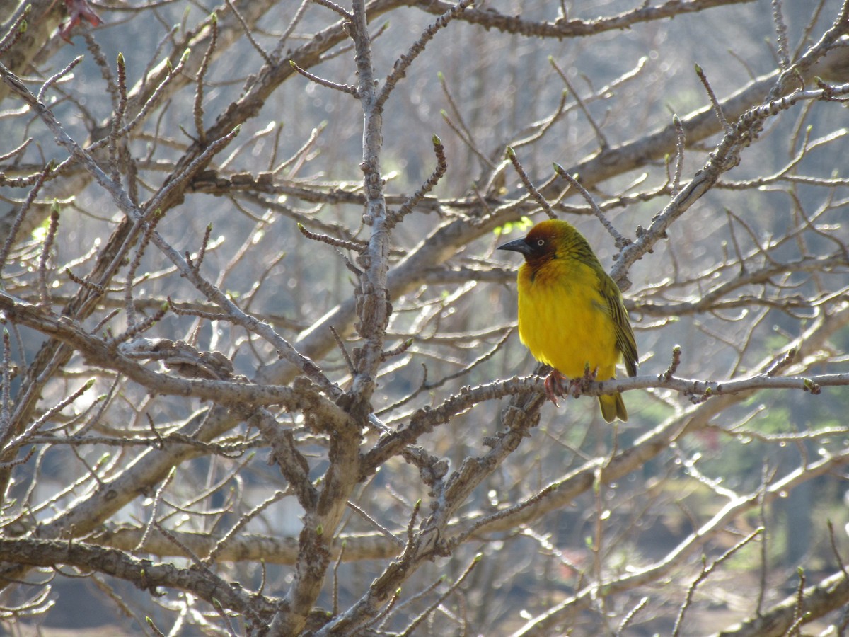 Cape Weaver - Ashlyn Campbell