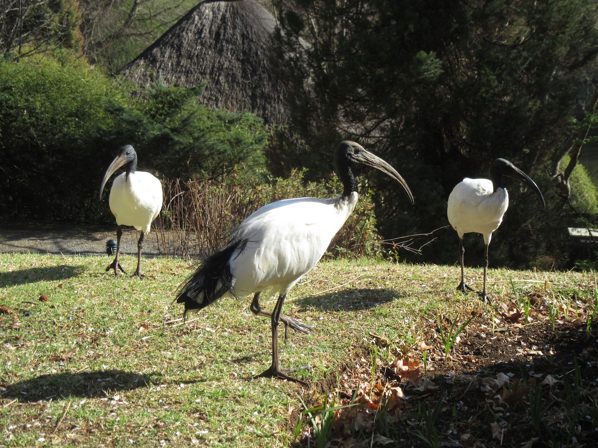 African Sacred Ibis - ML624021085