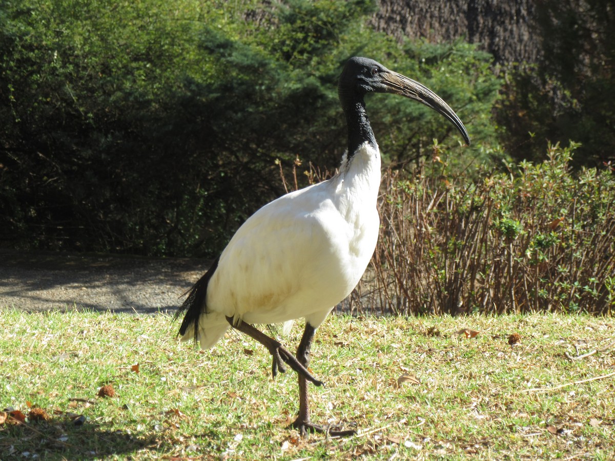 African Sacred Ibis - ML624021093