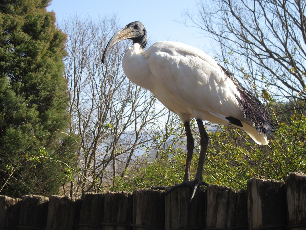 African Sacred Ibis - ML624021102