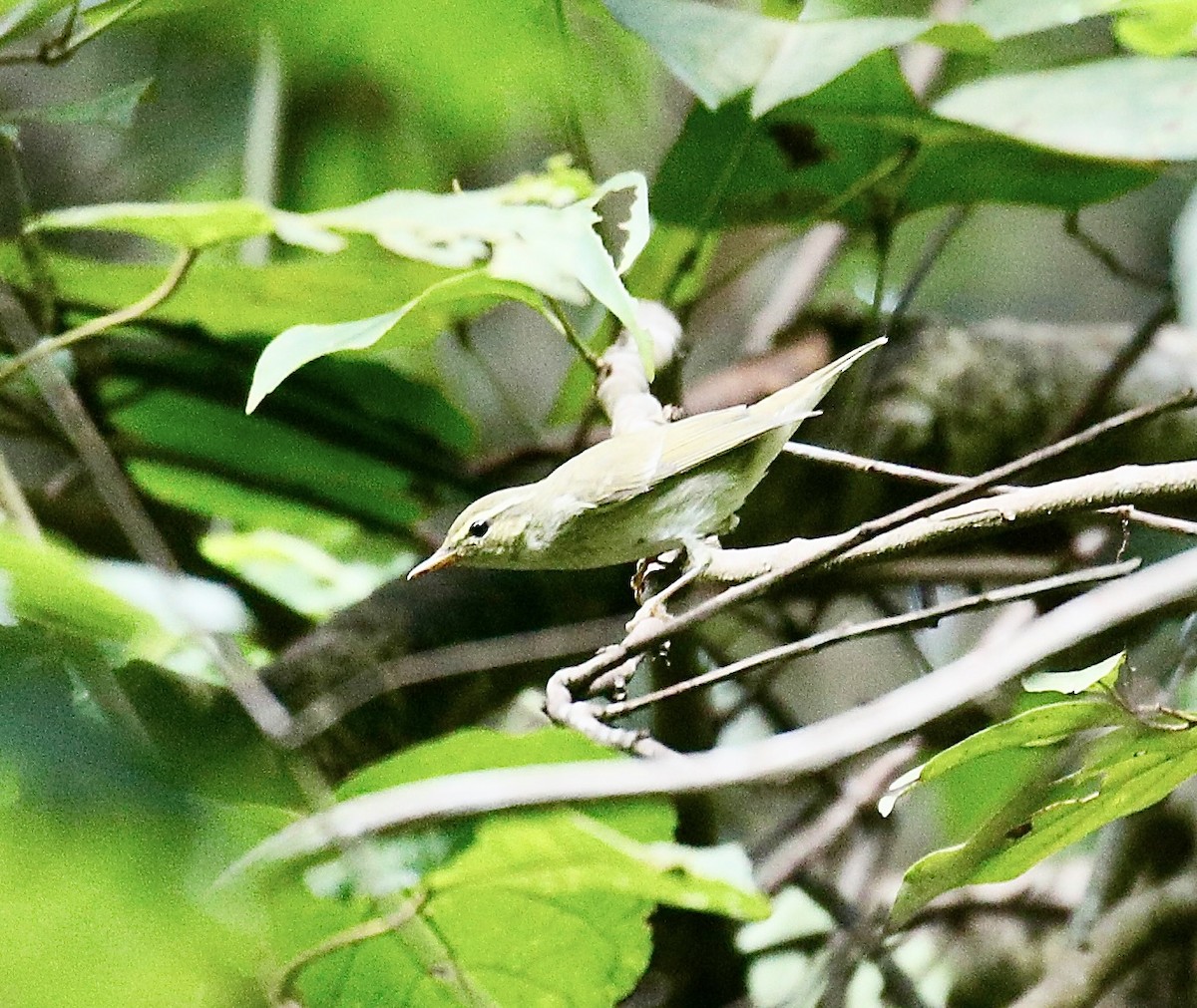 Arctic Warbler - ML624021162