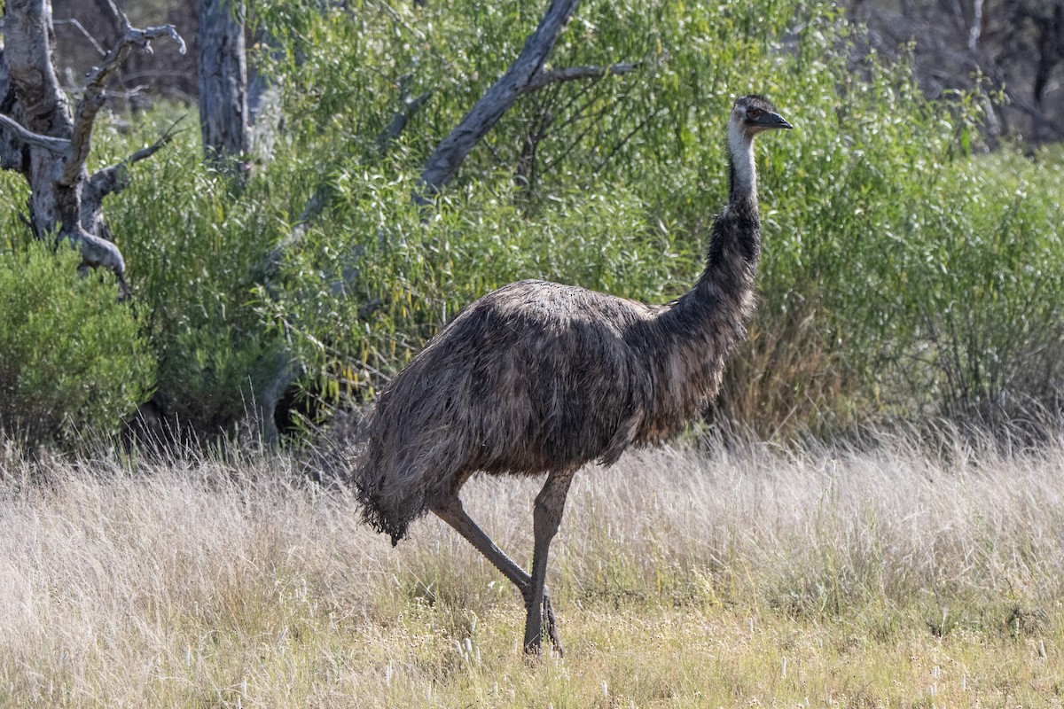 emu hnědý - ML624021181