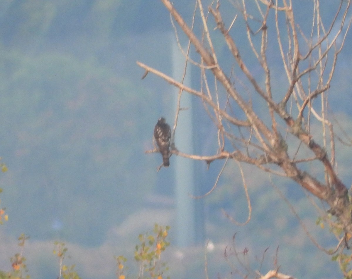 Eurasian Sparrowhawk - ML624021199