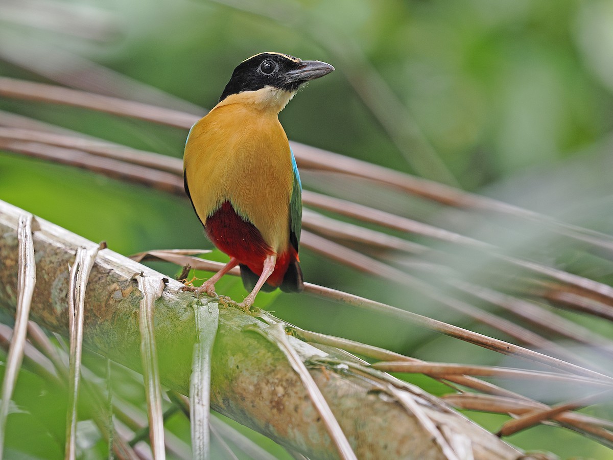 Elegant Pitta - ML624021200
