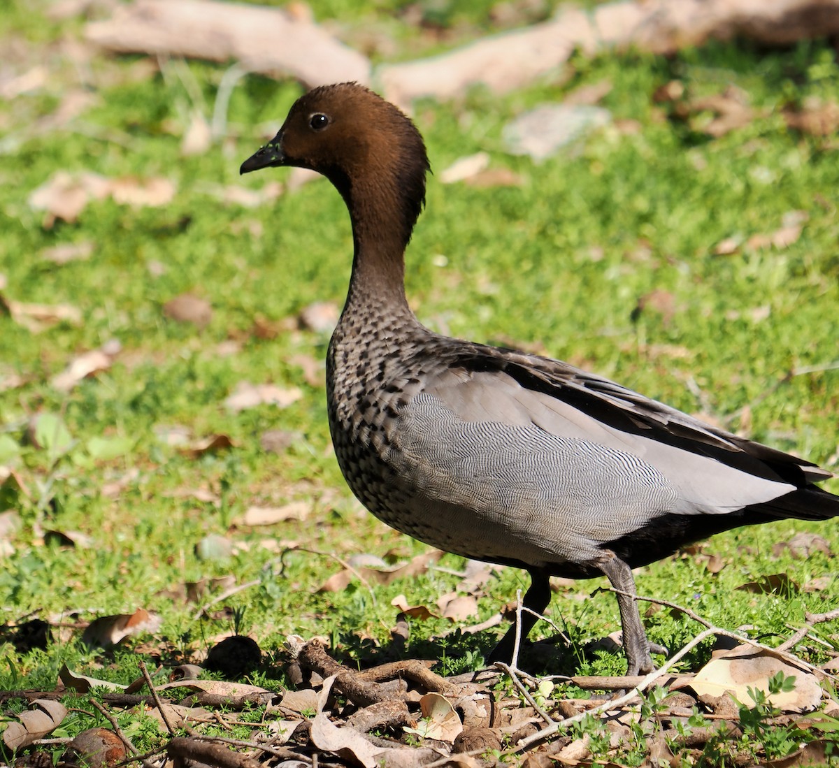 Maned Duck - Ken Glasson