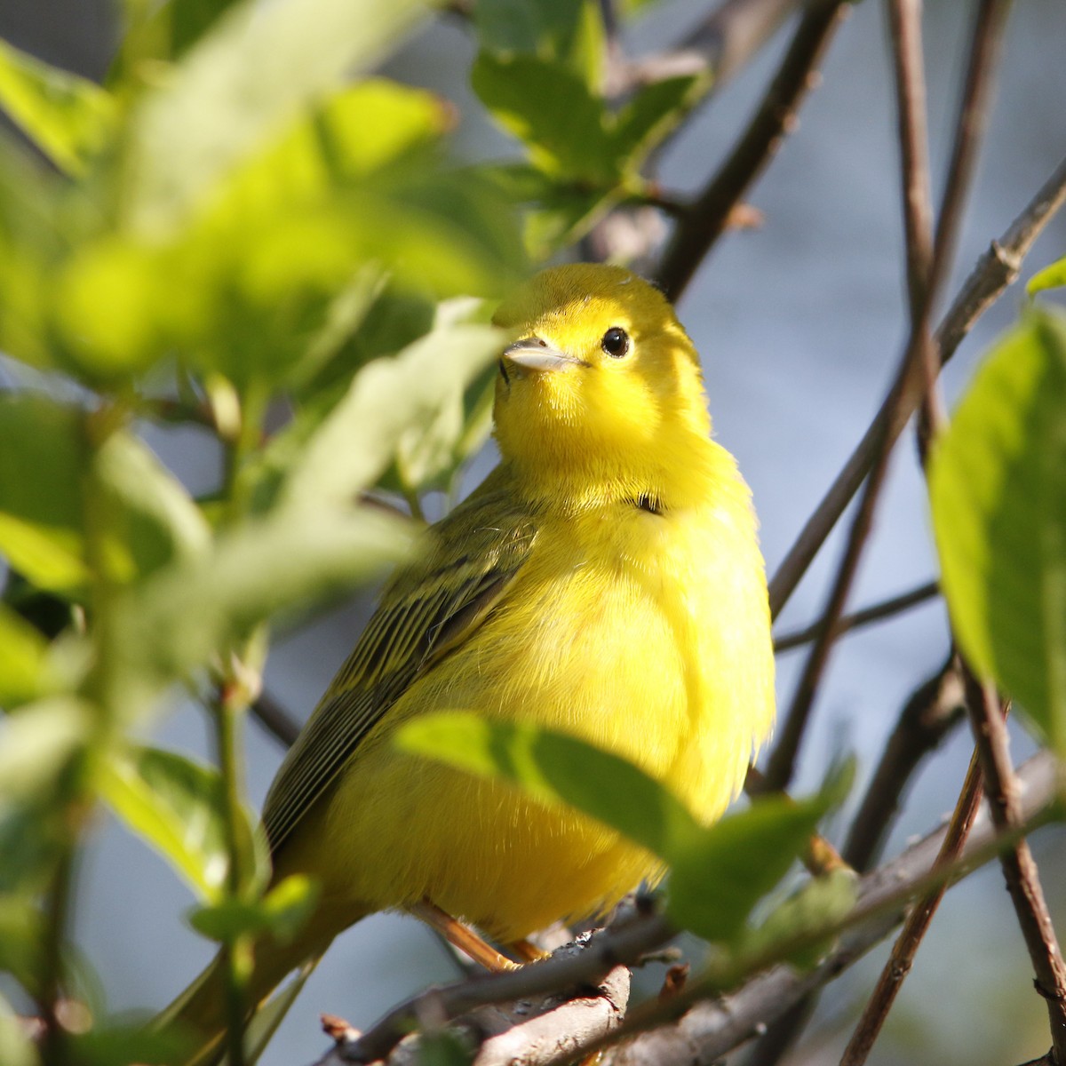 Northern Yellow Warbler - Beth Poole