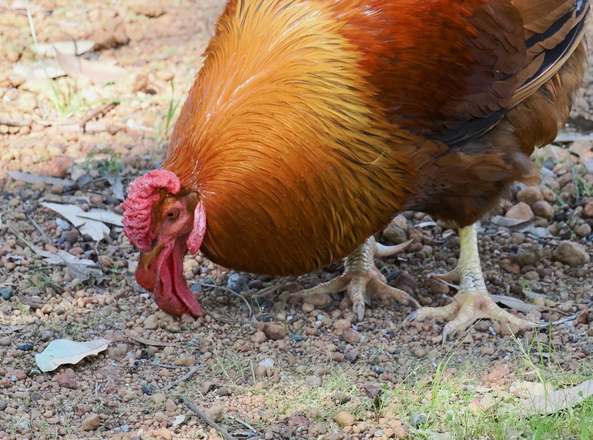 Red Junglefowl (Domestic type) - ML624021219