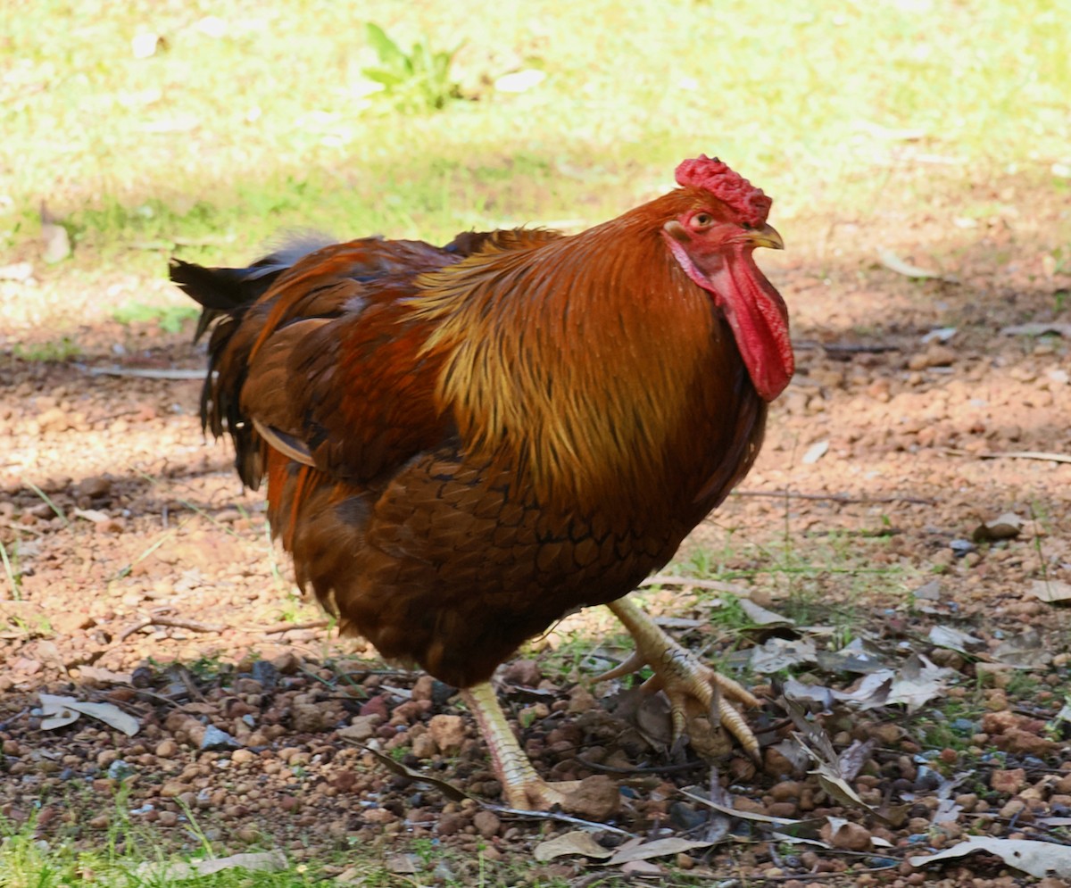 Red Junglefowl (Domestic type) - Ken Glasson