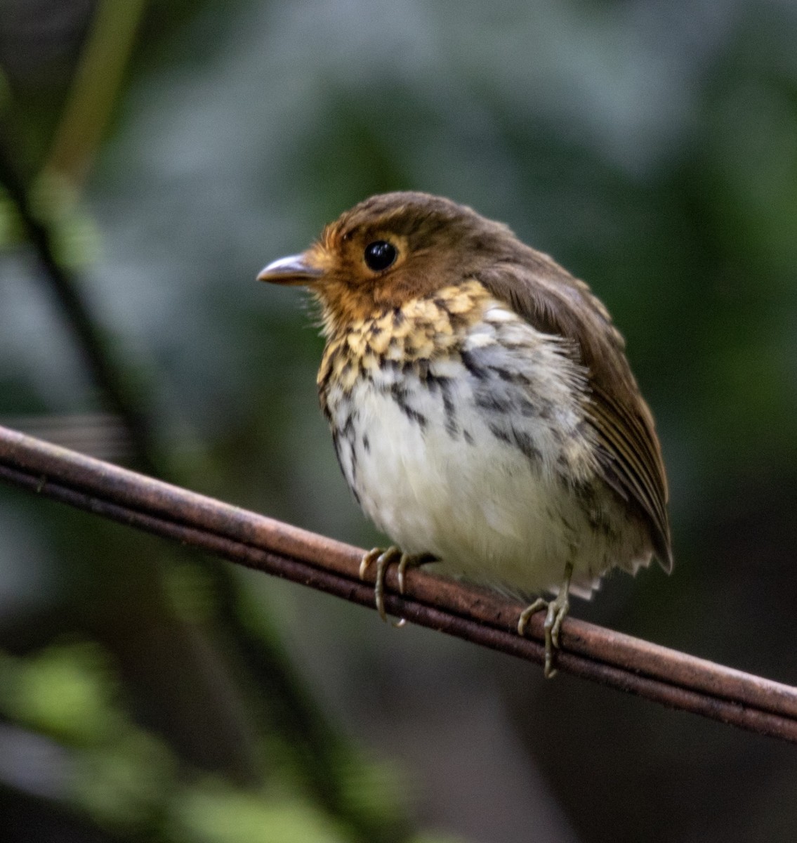 Ochre-breasted Antpitta - Alex Boas