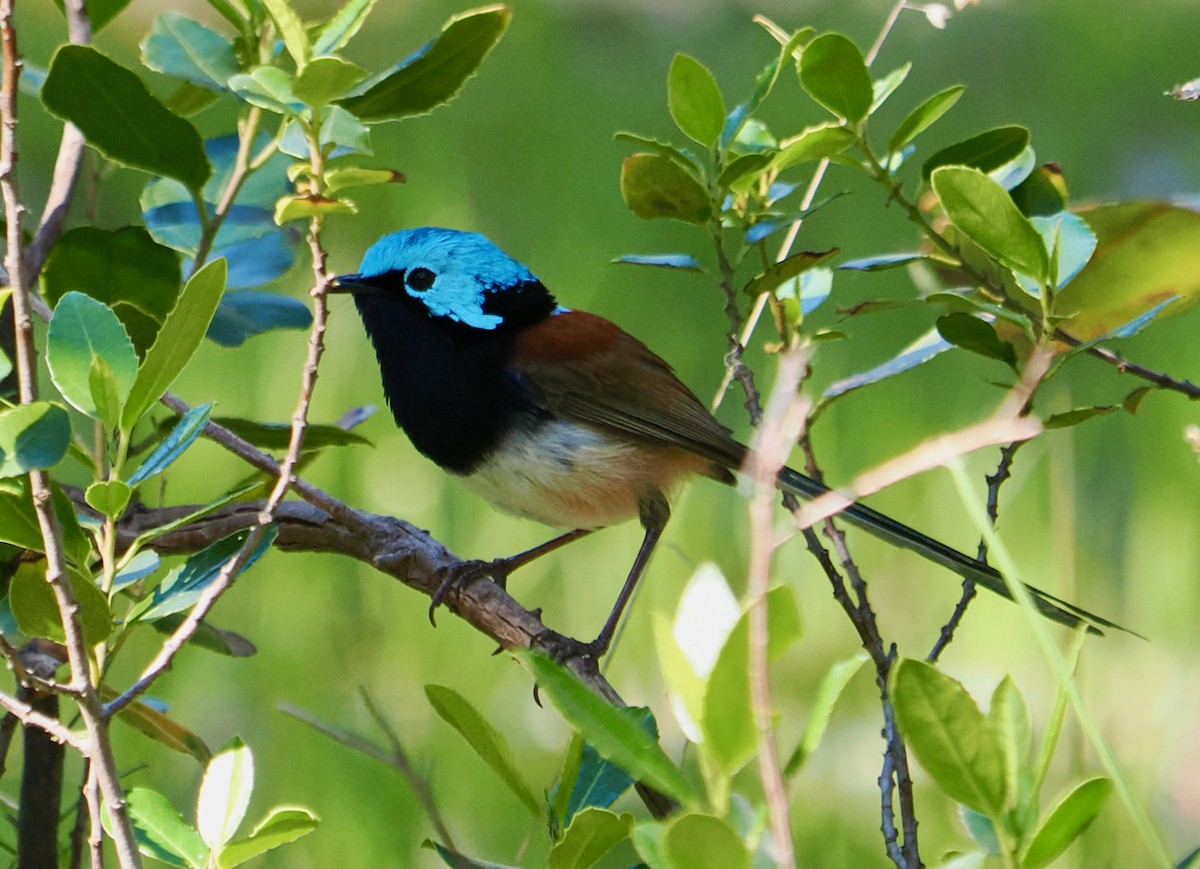 Red-winged Fairywren - ML624021225