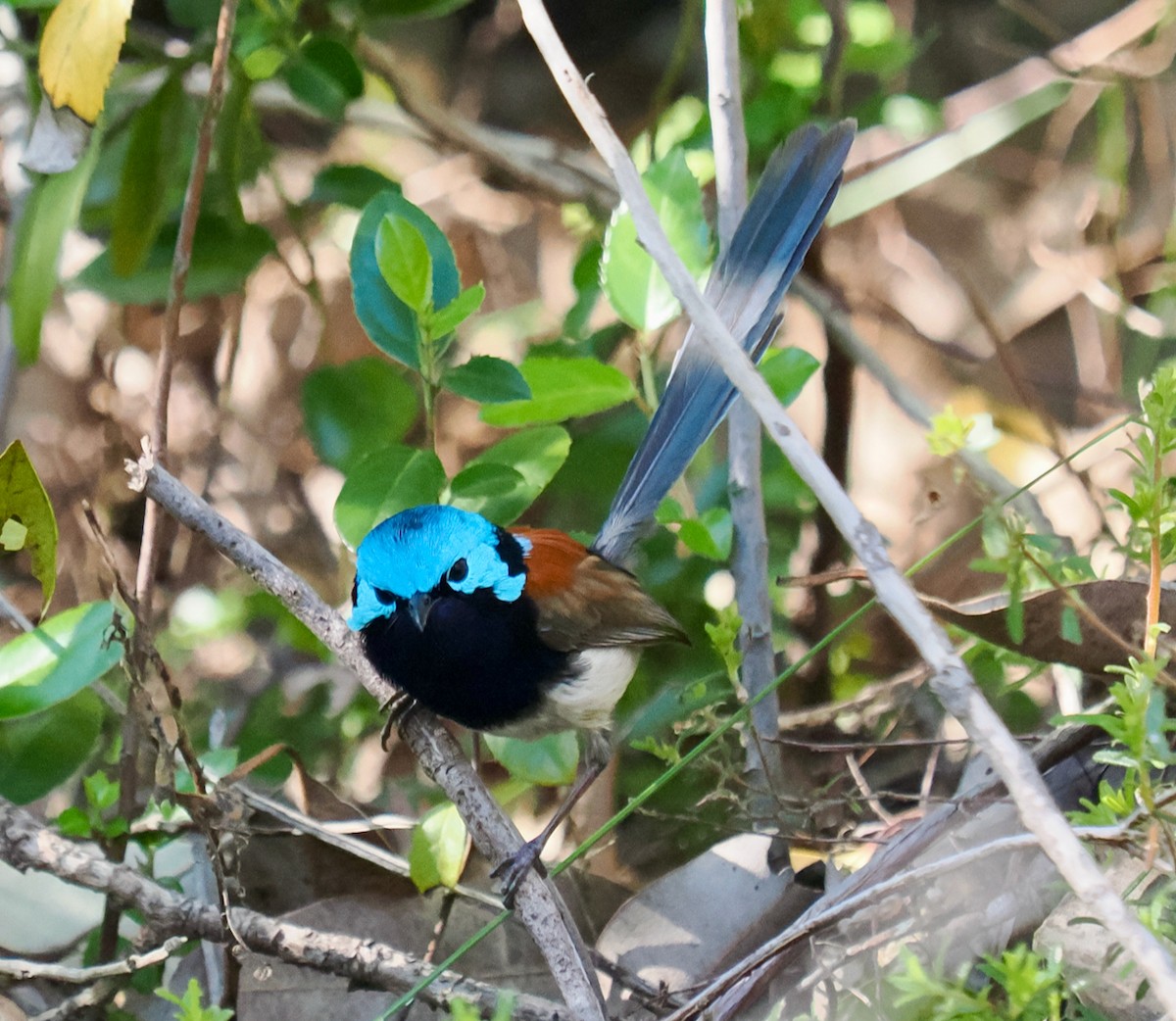 Red-winged Fairywren - ML624021226