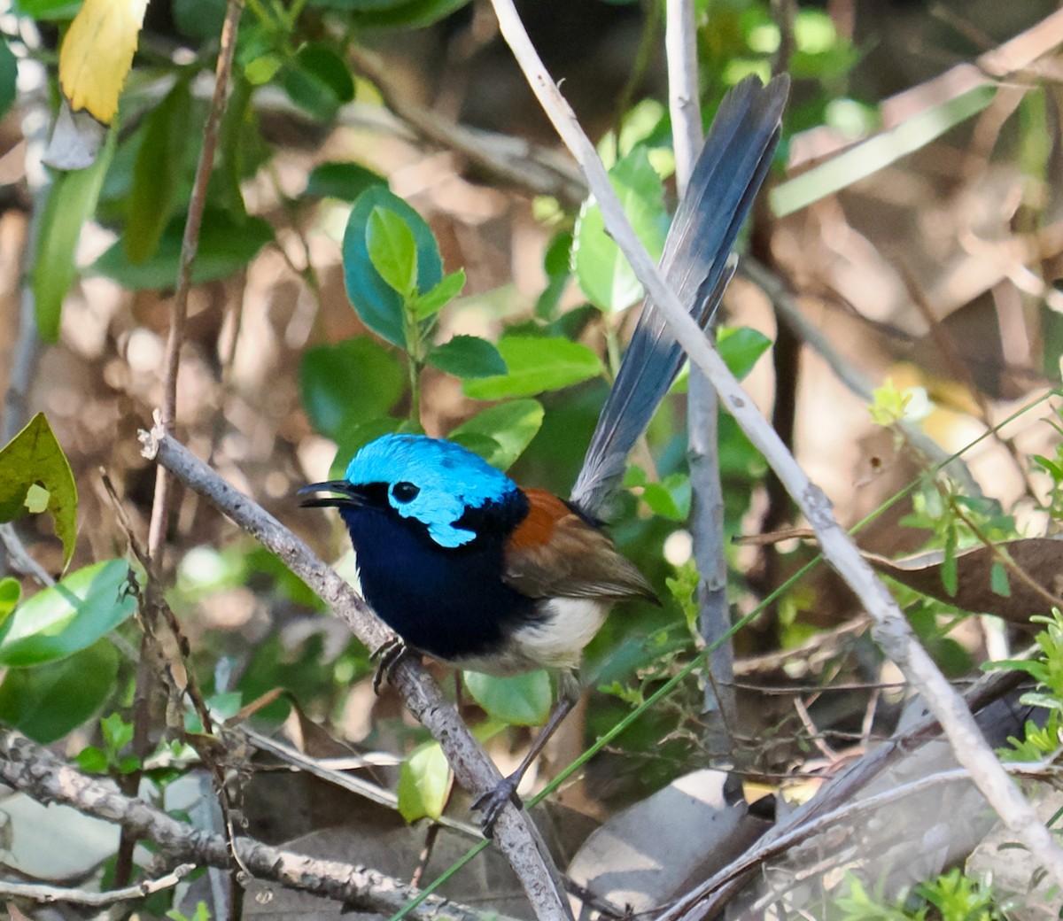 Red-winged Fairywren - ML624021228