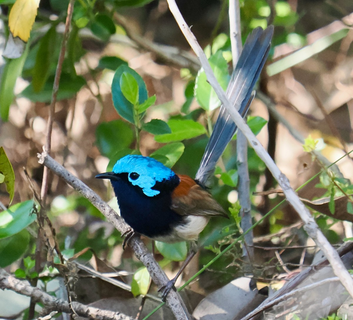 Red-winged Fairywren - ML624021229